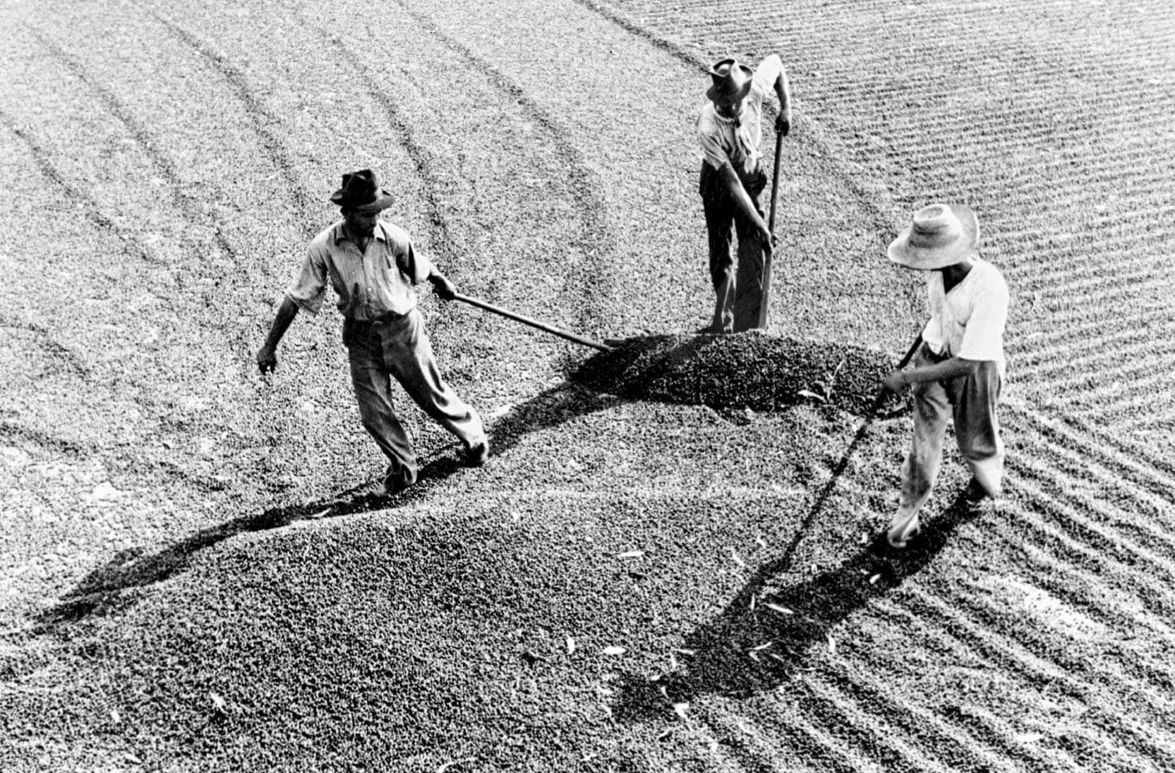 Dancing Goat Coffee Roasters imports specially chosen green coffee beans from around the world. These coffee beans are roasted to taste best in café latte, cappuccino and flat white. This image shows workers drying coffee beans in the field.