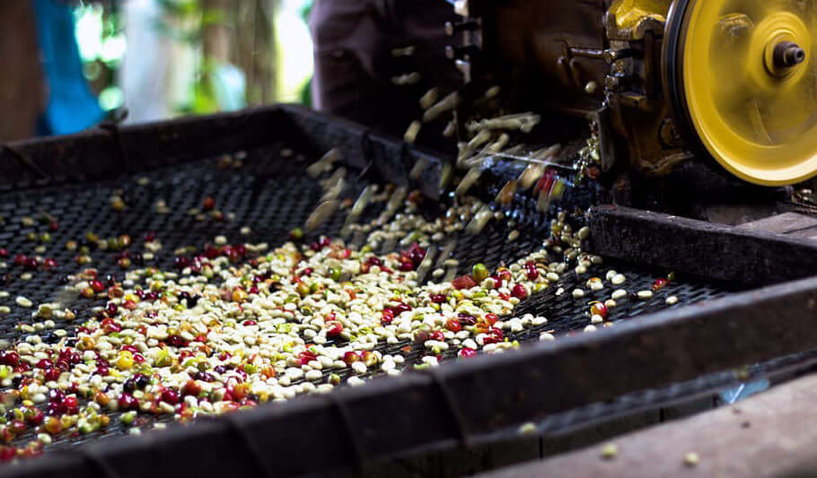 Single origin coffee beans being processed at Dancing Goat Coffee Roasters
