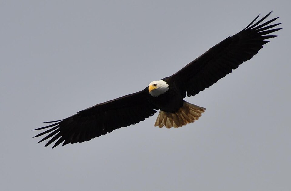 Bald eagle soaring in the sky with wings outstretched, symbolizing freedom and strength