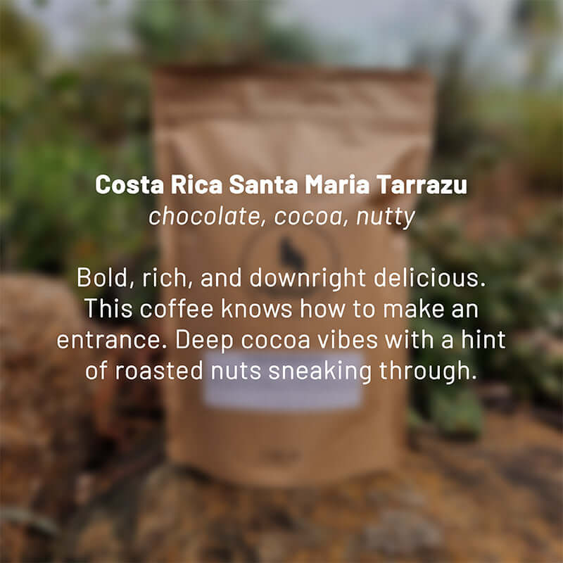 Costa Rica Santa Maria Tarrazu roasted coffee beans - Premium coffee beans from Dancing Goat Coffee Roasters - From just $15! Shop now