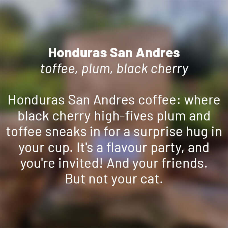 Honduras San Andres roasted coffee beans - Premium coffee beans from Dancing Goat Coffee Roasters - From just $15! Shop now