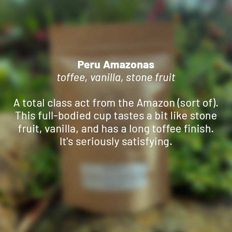 Peru Amazonas roasted coffee beans - Premium coffee beans from Dancing Goat Coffee Roasters - From just $15! Shop now