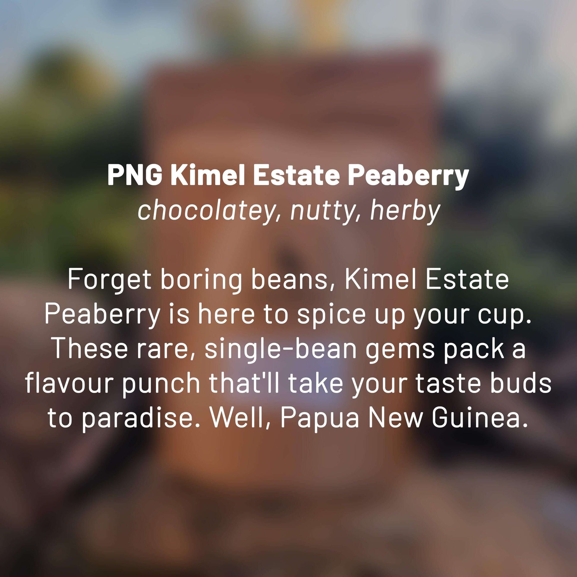 PNG Kimel Estate Peaberry roasted coffee beans - Premium coffee beans from Dancing Goat Coffee Roasters - From just $15! Shop now