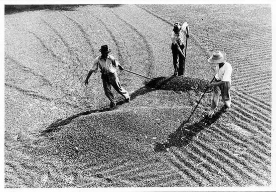 Coffee farmers spreading coffee beans in Brazil